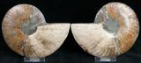Polished Ammonite Pair With Crystal Pockets #11790-1